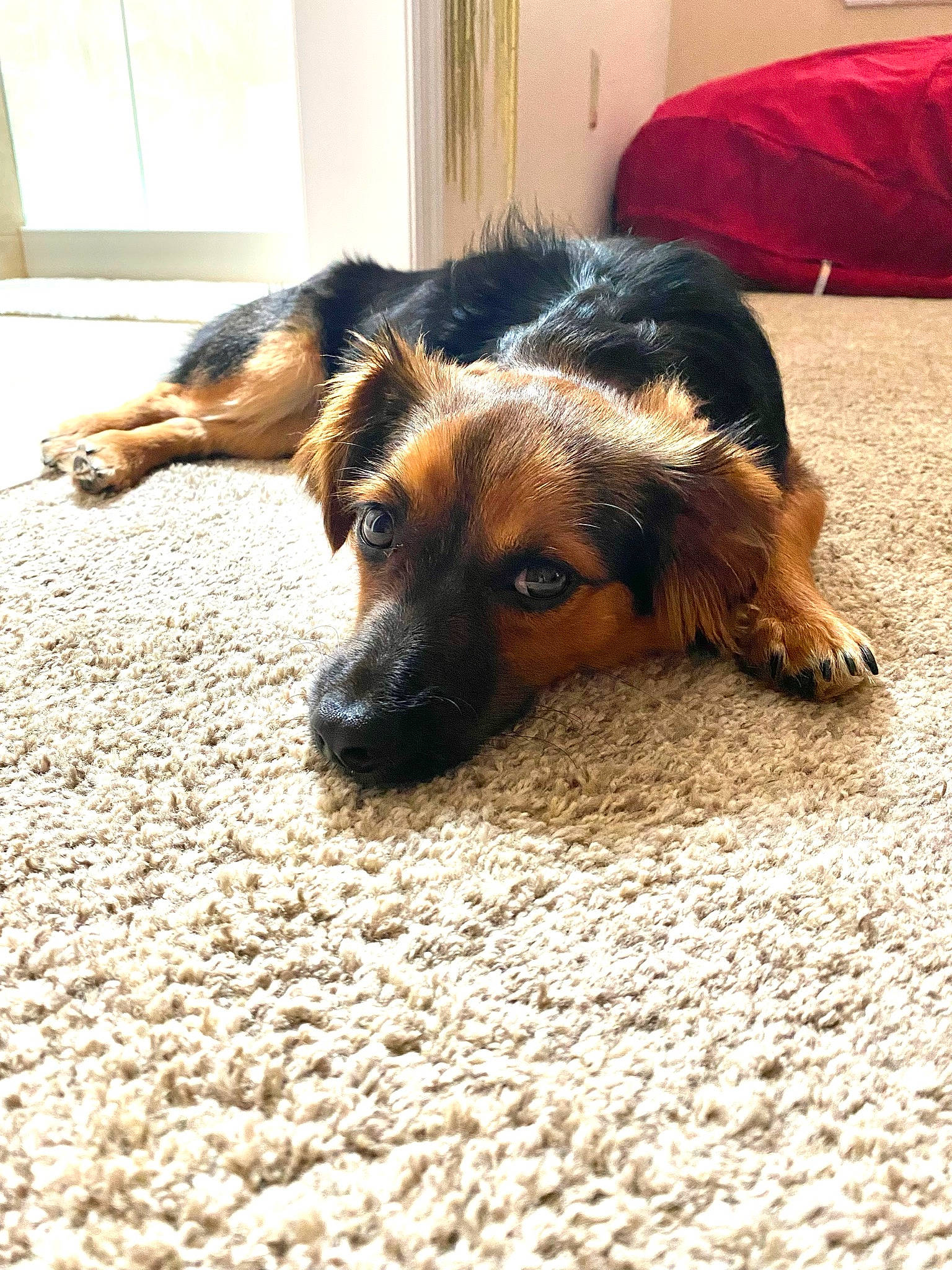 Tugg is registered to the contest to win money with this photo: carnivore, comfort, companion_dog, dog, dog_breed, fawn, flooring, fur, plant, room, snout, sporting_group, terrestrial_animal, tints_and_shades, window, wood, working_dog