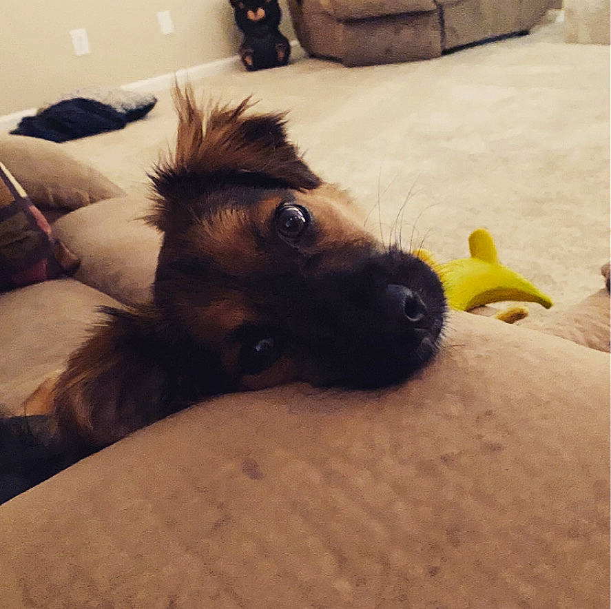 Tugg joined the competition — help win amazing prizes! bed, bedding, carnivore, cloud, comfort, companion_dog, couch, dog, dog_breed, fawn, flooring, fur, human_leg, linens, paw, sky, snout, sporting_group, whiskers, working_animal