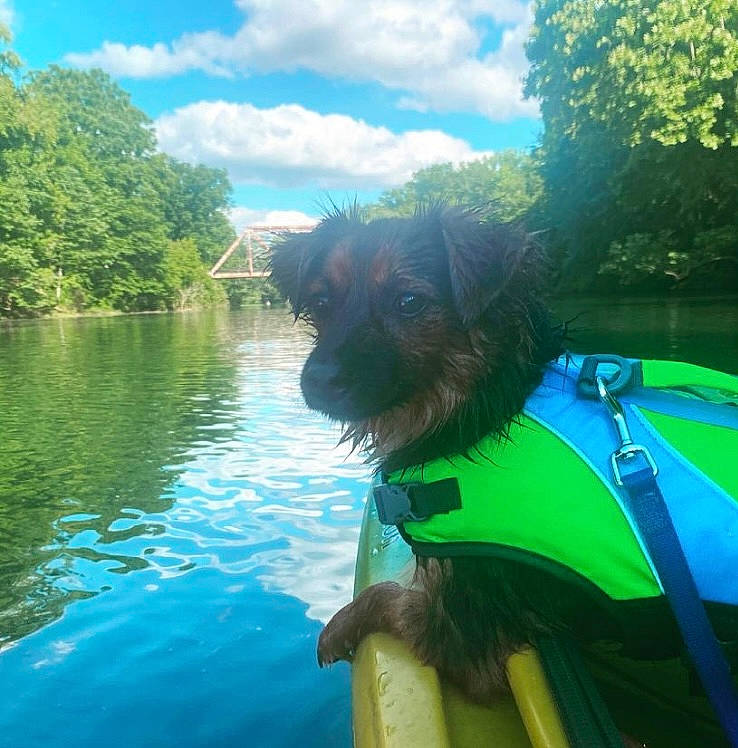 Tugg is registered to the contest to win money with this photo: body_of_water, carnivore, cloud, companion_dog, dog, dog_breed, dog_collar, grass, green, lake, leisure, personal_protective_equipment, recreation, sky, sporting_group, sports_equipment, sunlight, tree, vehicle, water