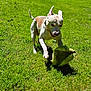 Tucker joined the competition — help win amazing prizes! dog, playing, toy, grass, outdoor, sunlight, pet, animal, happy, active, nature, running, summer, fun, green, daytime, canine, energetic, cute, fetch