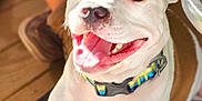 Tucker is registered to the contest to win money with this photo: dog, smiling, tongue_out, collar, white_dog, brown_spots, sunlight, happy, pet, animal, domestic_animal, close_up, indoor, wooden_floor, person_legs, paw, canine, friendly, resting, cute