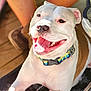 dog, smiling, tongue_out, collar, white_dog, brown_spots, sunlight, happy, pet, animal, domestic_animal, close_up, indoor, wooden_floor, person_legs, paw, canine, friendly, resting, cute