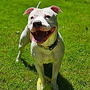 Tucker is registered to the contest to win money with this photo: dog, white_dog, tennis_ball, grass, outdoor, pet, happy, panting, collar, playful, sunlight, shadow, animal, canine, cheerful, summer, nature, toy, front_view, daylight