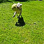 Tucker is registered to the contest to win money with this photo: dog, white_dog, tennis_ball, grass, outdoor, playing, jumping, sunlight, shadow, pet, animal, daylight, fun, active, summer, nature, lawn, canine, energetic, fetch
