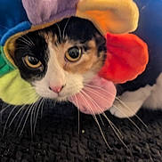 Cali is registered to the contest to win money with this photo: cat, pet, animal, costume, flower, colorful, hat, whiskers, fur, closeup, indoor, curious, black_surface, cute, playful, eyes, face, nose, tabby, feline