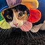 cat, pet, animal, costume, flower, colorful, hat, whiskers, fur, closeup, indoor, curious, black_surface, cute, playful, eyes, face, nose, tabby, feline