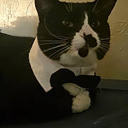 Pooky is registered to the contest to win money with this photo: animal, black_and_white, bow_tie, cat, close_up, collar, cute, domestic_cat, face, feline, fur, indoor, mammal, paw, pet, portrait, quiet, resting, tuxedo_cat, whiskers