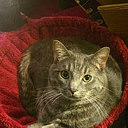 Pooky joined the competition — help win amazing prizes! animal, bed, cat, close_up, cozy, ears, eyes, feline, fur, gray_cat, indoor, looking, paws, pet, red_bed, resting, soft_texture, tabby, warm_lighting, whiskers