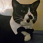 Muffin joined the competition — help win amazing prizes! animal, black_and_white, bow_tie, cat, close_up, cute, domestic_animal, ears, face, feline, furry, indoor, looking, paws, pet, portrait, resting, sitting, tuxedo_cat, whiskers