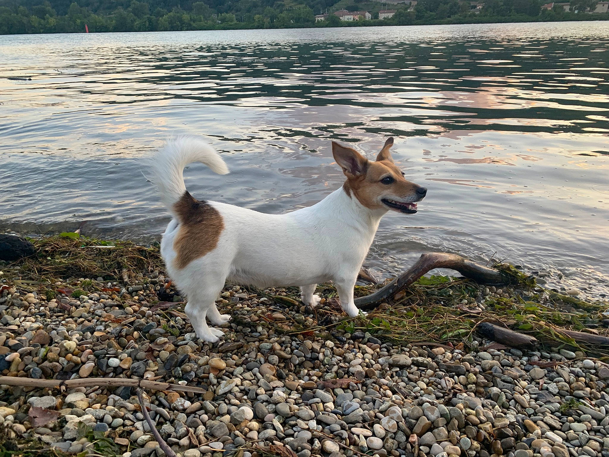 Marly a rejoint le concours — aidez-le/la à gagner de superbes lots ! beach, body_of_water, canidae, carnivore, companion_dog, dog, dog_breed, fawn, lake, lake_district, loch, mammal, non_sporting_group, ocean, sporting_group, tail, water, wildlife, wood, working_animal
