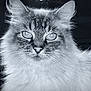 Oreo participe au concours pour gagner de l'argent avec cette photo : cat, close_up, portrait, fluffy, whiskers, feline, animal, pet, fur, face, eyes, monochrome, black_and_white, domestic_cat, looking, mammal, cute, furry, head, indoor