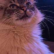 Oreo participe au concours pour gagner de l'argent avec cette photo : cat, fluffy, whiskers, pink_nose, close_up, portrait, curious, feline, soft_light, purple_tint, indoor, pet, cute, animal, mammal, long_fur, face, ears, fur, looking_up