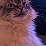 cat, fluffy, whiskers, pink_nose, close_up, portrait, curious, feline, soft_light, purple_tint, indoor, pet, cute, animal, mammal, long_fur, face, ears, fur, looking_up