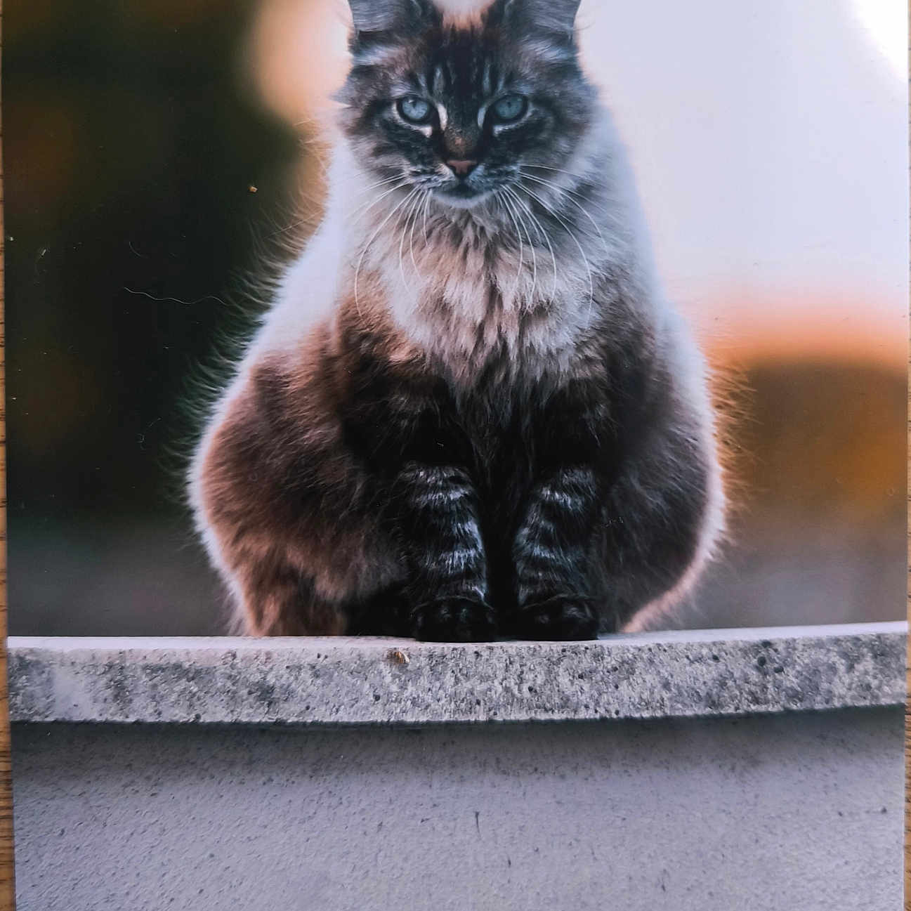 Oreo participe au concours pour gagner de l'argent avec cette photo : animal, backlit, blue_eyes, calm, cat, concrete, feline, fluffy, fur, ledge, mammal, nature, outdoor, pet, portrait, serene, sitting, soft_light, sunset, watching