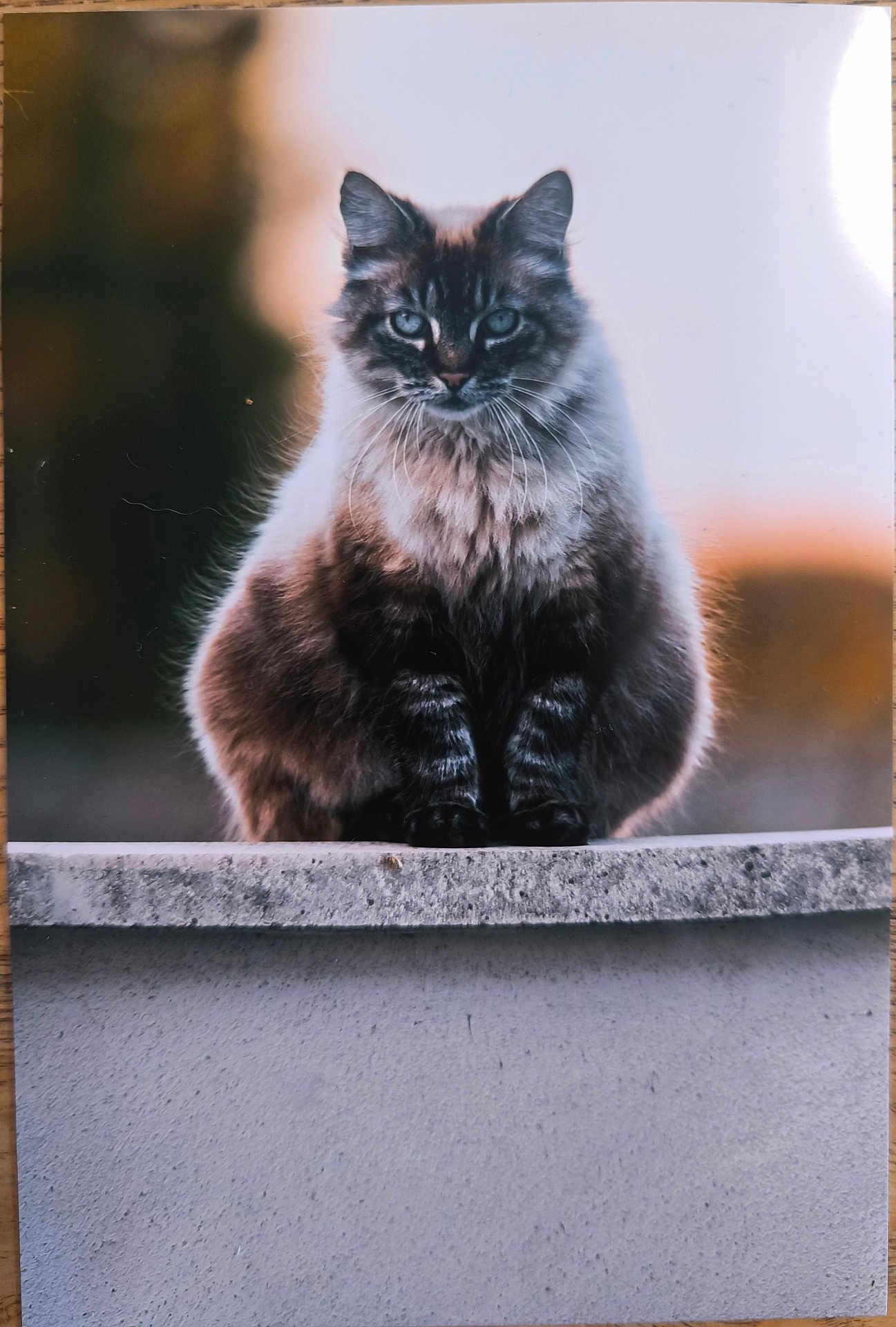 Oreo participe au concours pour gagner de l'argent avec cette photo : cat, fluffy, sitting, concrete, ledge, outdoor, sunset, backlit, blue_eyes, fur, animal, pet, portrait, feline, watching, nature, calm, serene, soft_light, mammal