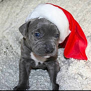 Venus is registered to the contest to win money with this photo: adorable, animal, blanket, canine, christmas, cozy, cute, dog, festive, fur, gray, holiday, holiday_season, indoor, pet, portrait, puppy, santa_hat, small, young