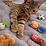 Kahyl participe au concours pour gagner de l'argent avec cette photo : kitten, tabby, cat, toy, soccer_ball, pom_pom, mouse_toy, gray_blanket, pet, feline, cute, playful, indoor, animal, whiskers, paws, fur, relaxed, cozy, young_cat