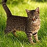 cat, tabby_cat, animal, grass, outdoor, nature, pet, feline, mammal, greenery, sunlight, alert, whiskers, tail, ears, fur, young_cat, meadow, daylight, curious