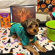 Brownie joined the competition — help win amazing prizes! dog, costume, dinosaur_costume, tablecloth, halloween, plush_toy, pumpkin, candy_bucket, decorations, vinyl_record, banner, black, orange, green, purple, spooky, bat, witch_hat, skull, indoor