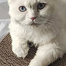 bed_sheet, blue_eyes, calm, cardboard_scratch_pad, close_up, corrugated_cardboard, curious, ears, feline, fluffy, indoor, kitten, long_fur, paw, pet, pink_nose, portrait, relaxed, whiskers, white_cat