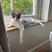Huxley is registered to the contest to win money with this photo: animal, cat, cozy, curtain, daylight, domestic, feline, gray, greenery, house, indoor, looking, paw, pet, relaxed, resting, white, window, windowsill, wood