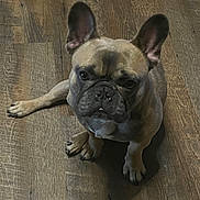 Blaze joined the competition — help win amazing prizes! dog, french_bulldog, pet, animal, indoor, floor, wooden_floor, canine, ears, paw, looking_up, sitting, cute, domestic_animal, mammal, companion, brown, black_nose, short_hair, alert