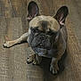 dog, french_bulldog, pet, animal, indoor, floor, wooden_floor, canine, ears, paw, looking_up, sitting, cute, domestic_animal, mammal, companion, brown, black_nose, short_hair, alert