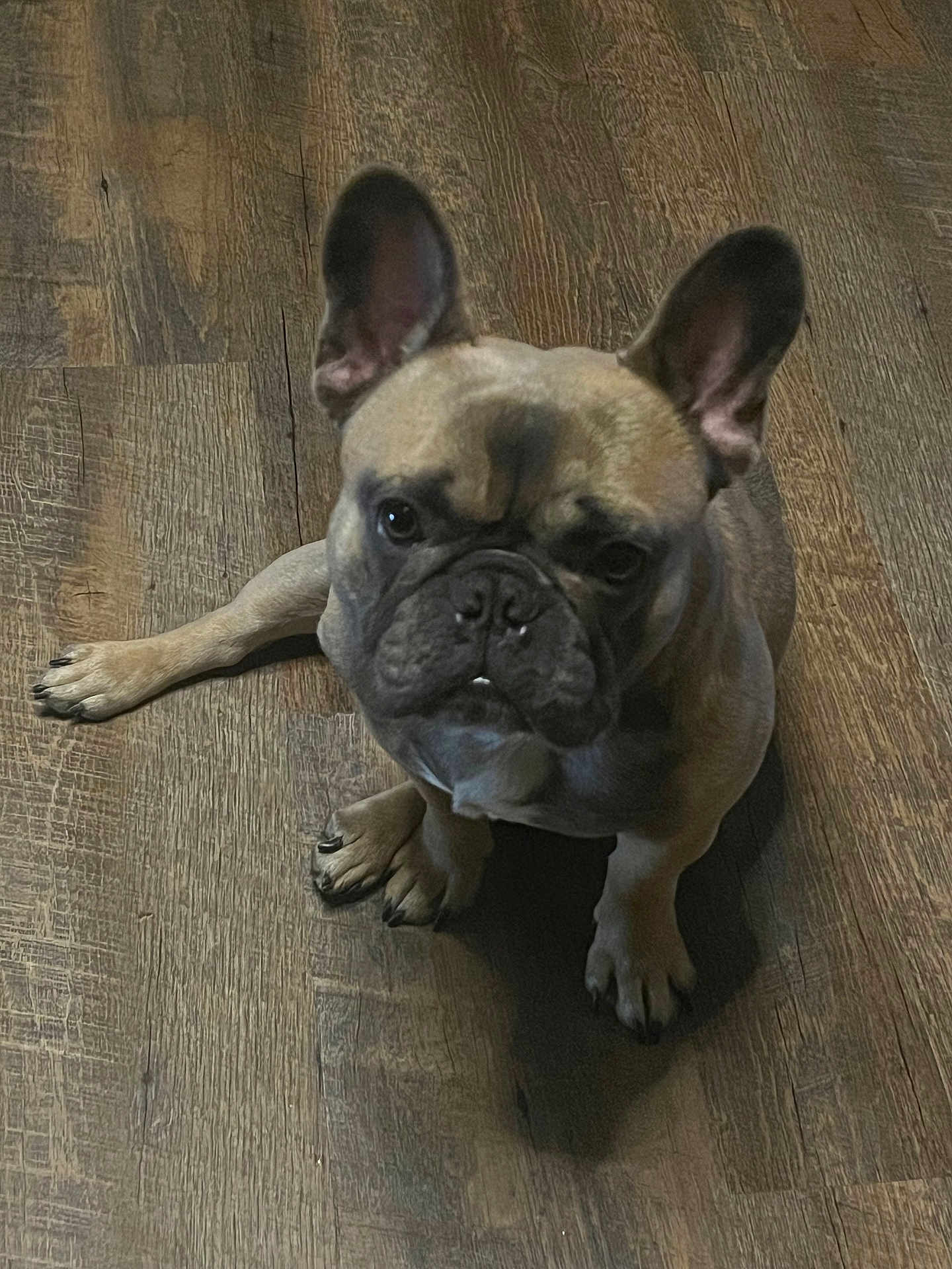 Blaze joined the competition — help win amazing prizes! dog, french_bulldog, pet, animal, indoor, floor, wooden_floor, canine, ears, paw, looking_up, sitting, cute, domestic_animal, mammal, companion, brown, black_nose, short_hair, alert