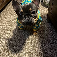 Cashmere is registered to the contest to win money with this photo: dog, french_bulldog, puppy, pet_clothing, blue_outfit, yellow_ducks, carpet, shadow, indoor, floor, cute, curious, small_dog, canine, animal, ears, face, eyes, paw, furniture