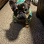 dog, french_bulldog, puppy, pet_clothing, blue_outfit, yellow_ducks, carpet, shadow, indoor, floor, cute, curious, small_dog, canine, animal, ears, face, eyes, paw, furniture