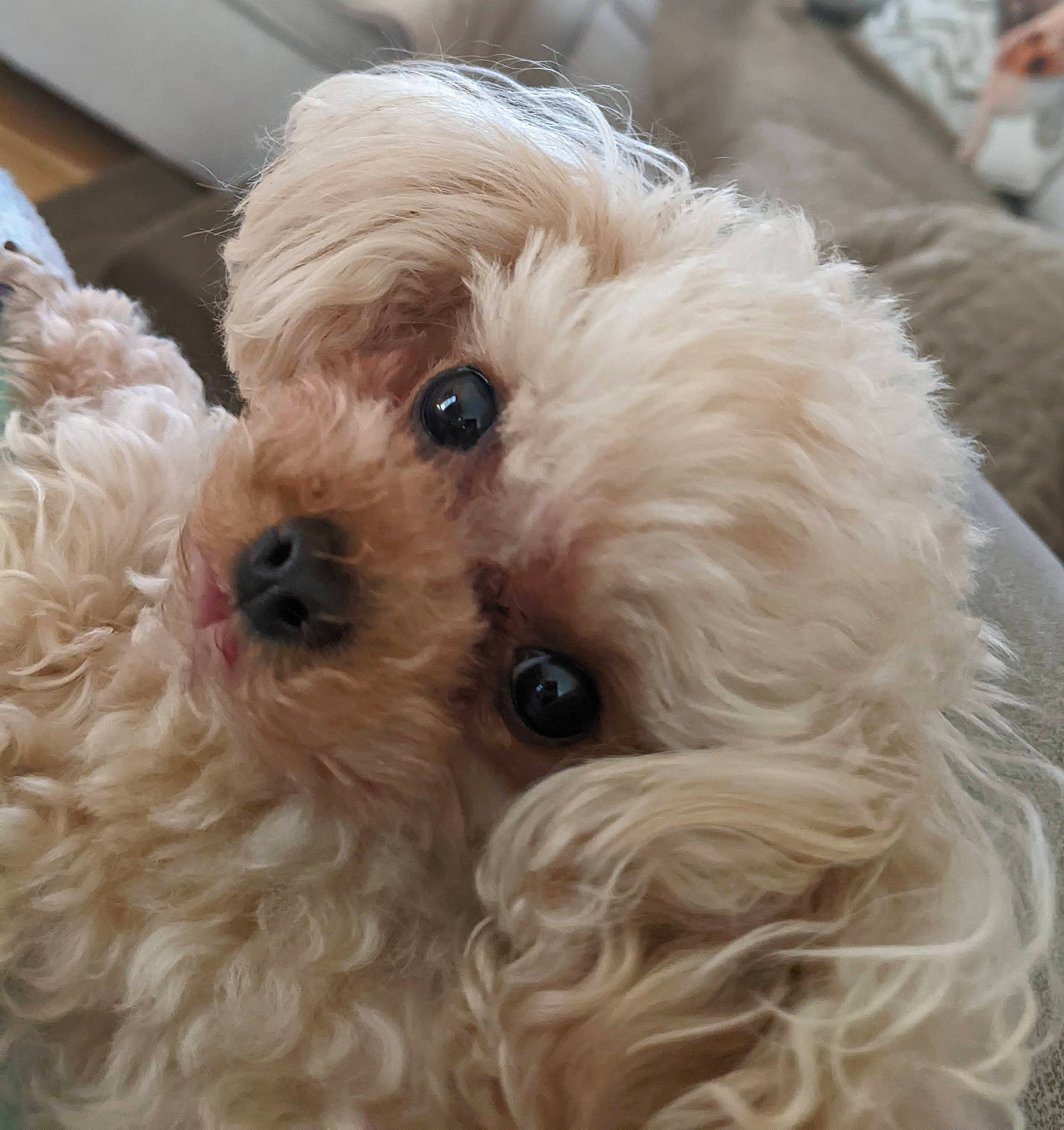 Midgie is registered to the contest to win money with this photo: canidae, carnivore, companion_dog, dog, dog_breed, dog_collar, eye, firefighter, fur, maltepoo, natural_material, shih_poo, small_terrier, snout, sporting_group, terrier, toy_dog, water_dog, working_animal, yorkipoo