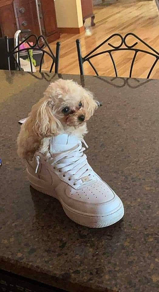 Midgie joined the competition — help win amazing prizes! athletic_shoe, canidae, carnivore, chair, companion_dog, dog, dog_breed, dog_supply, fashion_accessory, fawn, flooring, foot, fur, hardwood, human_leg, outdoor_shoe, sporting_group, toy_dog, walking_shoe, wood