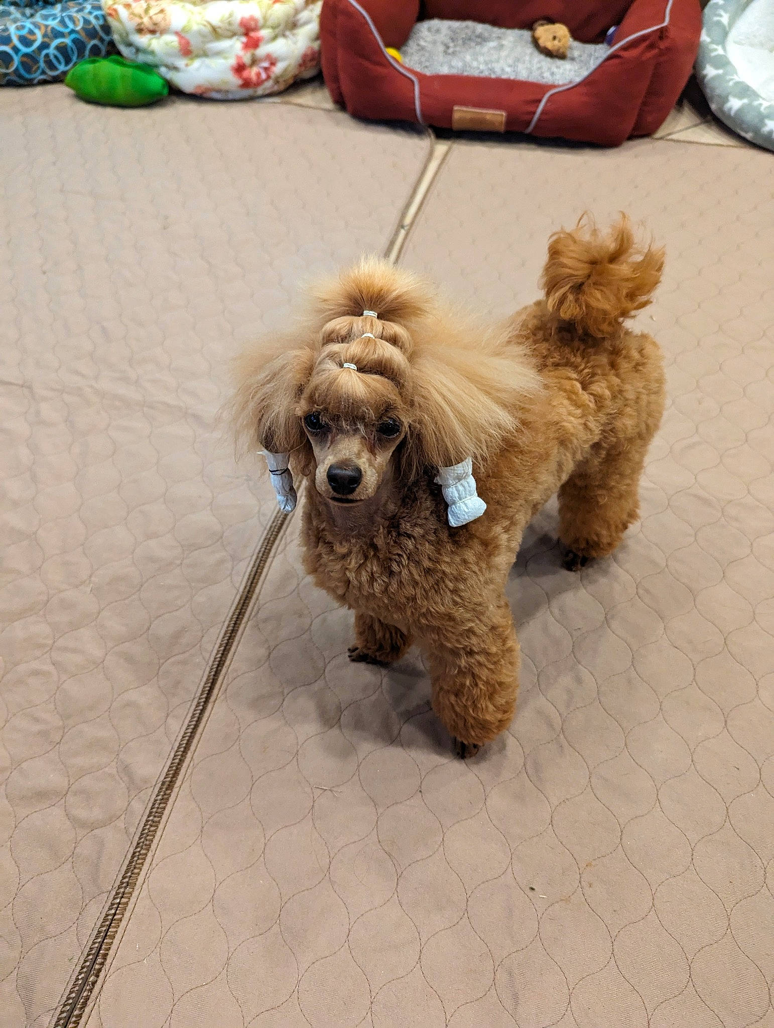 Bernie is registered to the contest to win money with this photo: canidae, carnivore, collar, companion_dog, dog, dog_breed, dog_collar, dog_supply, fawn, flooring, fur, leash, mammal, snout, sporting_group, terrier, toy_dog, vertebrate, water_dog, working_animal