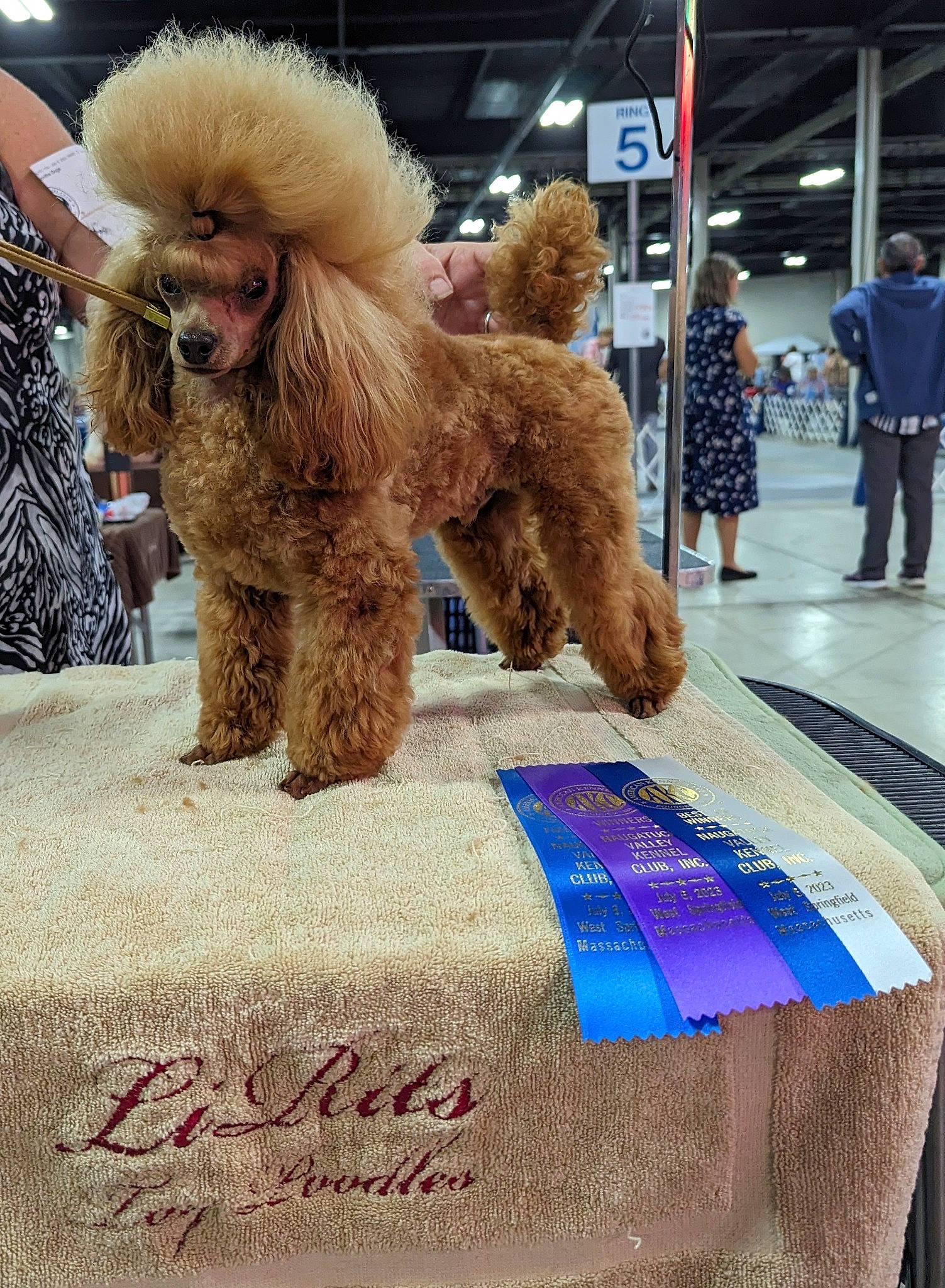 Bernie is registered to the contest to win money with this photo: bedding, carnivore, companion_dog, costume, dog, dog_breed, event, eyewear, fun, fur, hat, leisure, linens, poodle, public_event, sporting_group, street, textile, tire, toy_dog