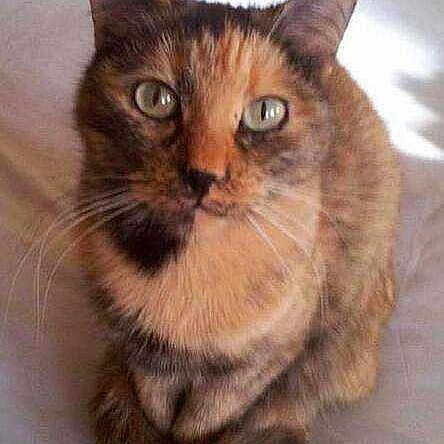Minette
