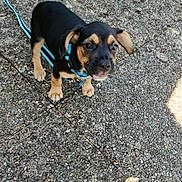 Brownie a rejoint le concours — aidez-le/la à gagner de superbes lots ! puppy, dog, leash, harness, outdoor, pavement, stone, young_dog, pet, animal, curious, small_dog, brown, black, ears, walking, daylight, playful, cute, canine