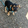 puppy, dog, leash, harness, outdoor, pavement, stone, young_dog, pet, animal, curious, small_dog, brown, black, ears, walking, daylight, playful, cute, canine