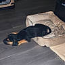 puppy, dog_bed, toy, floor, wood_floor, indoor, pet_carrier, black_dog, tan_dog, sleeping, relaxed, door, home, cozy, animal, pet, resting, small_dog, quiet, domestic