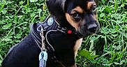 Brownie a rejoint le concours — aidez-le/la à gagner de superbes lots ! puppy, dog, black_and_tan, harness, leash, grass, clover, outdoor, pet, young_dog, nature, animal, sitting, greenery, cute, small_dog, canine, adorable, fur, alert