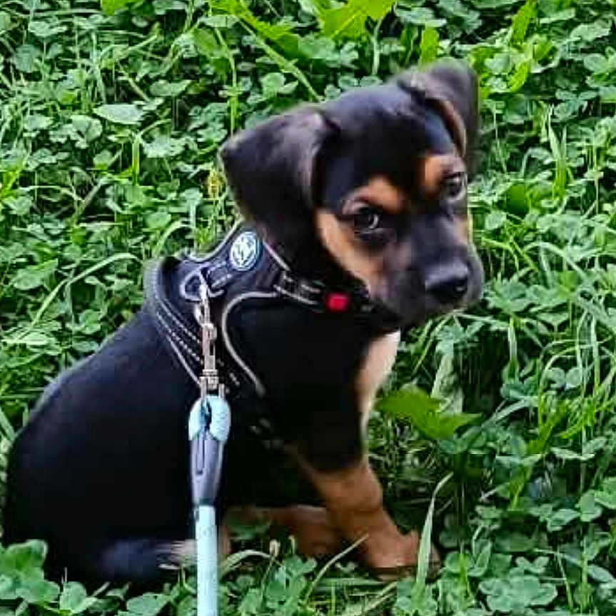 Brownie a rejoint le concours — aidez-le/la à gagner de superbes lots ! puppy, dog, black_and_tan, harness, leash, grass, clover, outdoor, pet, young_dog, nature, animal, sitting, greenery, cute, small_dog, canine, adorable, fur, alert
