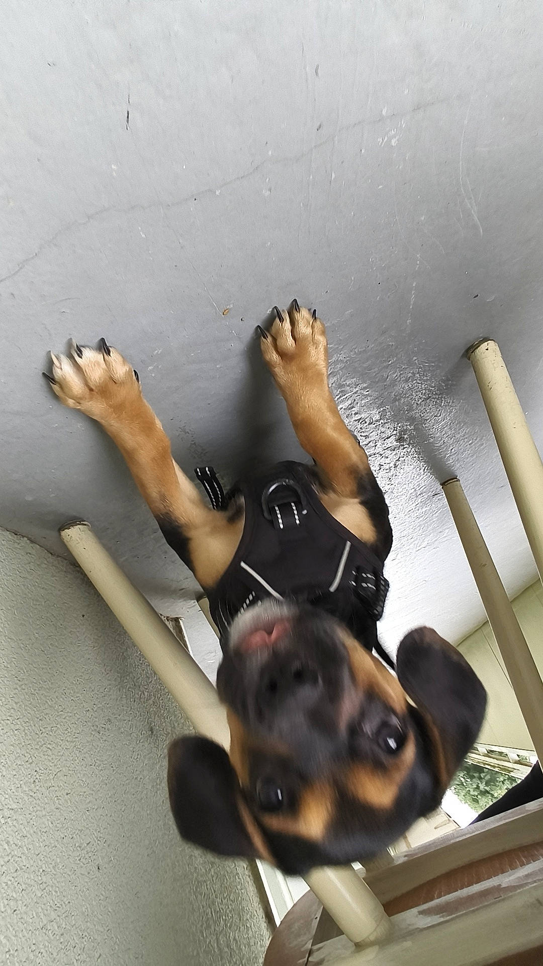 Brownie a rejoint le concours — aidez-le/la à gagner de superbes lots ! animal, black, brown, canine, close_up, curious, dog, ears, floor, harness, indoors, looking_up, paws, pet, playful, poles, puppy, tongue_out, wall, young_dog