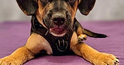 Brownie a rejoint le concours — aidez-le/la à gagner de superbes lots ! adorable, animal, black_and_tan, canine, close_up, collar, cute, dog, ears, front_paws, indoor, looking_at_camera, lying_down, pet, portrait, puppy, purple_background, short_hair, snout, young_dog