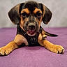 Brownie a rejoint le concours — aidez-le/la à gagner de superbes lots ! puppy, dog, pet, animal, cute, lying_down, purple_background, indoor, young_dog, black_and_tan, short_hair, front_paws, close_up, adorable, canine, portrait, looking_at_camera, ears, snout, collar