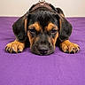 puppy, dog, sleepy, black_and_tan, lying_down, pet, cute, animal, floppy_ears, purple_surface, closeup, indoor, resting, adorable, young_dog, canine, fur, head_down, paws, expression