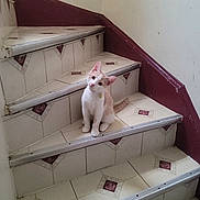 Athena is registered to the contest to win money with this photo: animal, cat, collar, curious, cute, domestic, feline, floor, head_tilt, indoor, maroon, orange, pet, quiet, sitting, stairs, tile, wall, white, young
