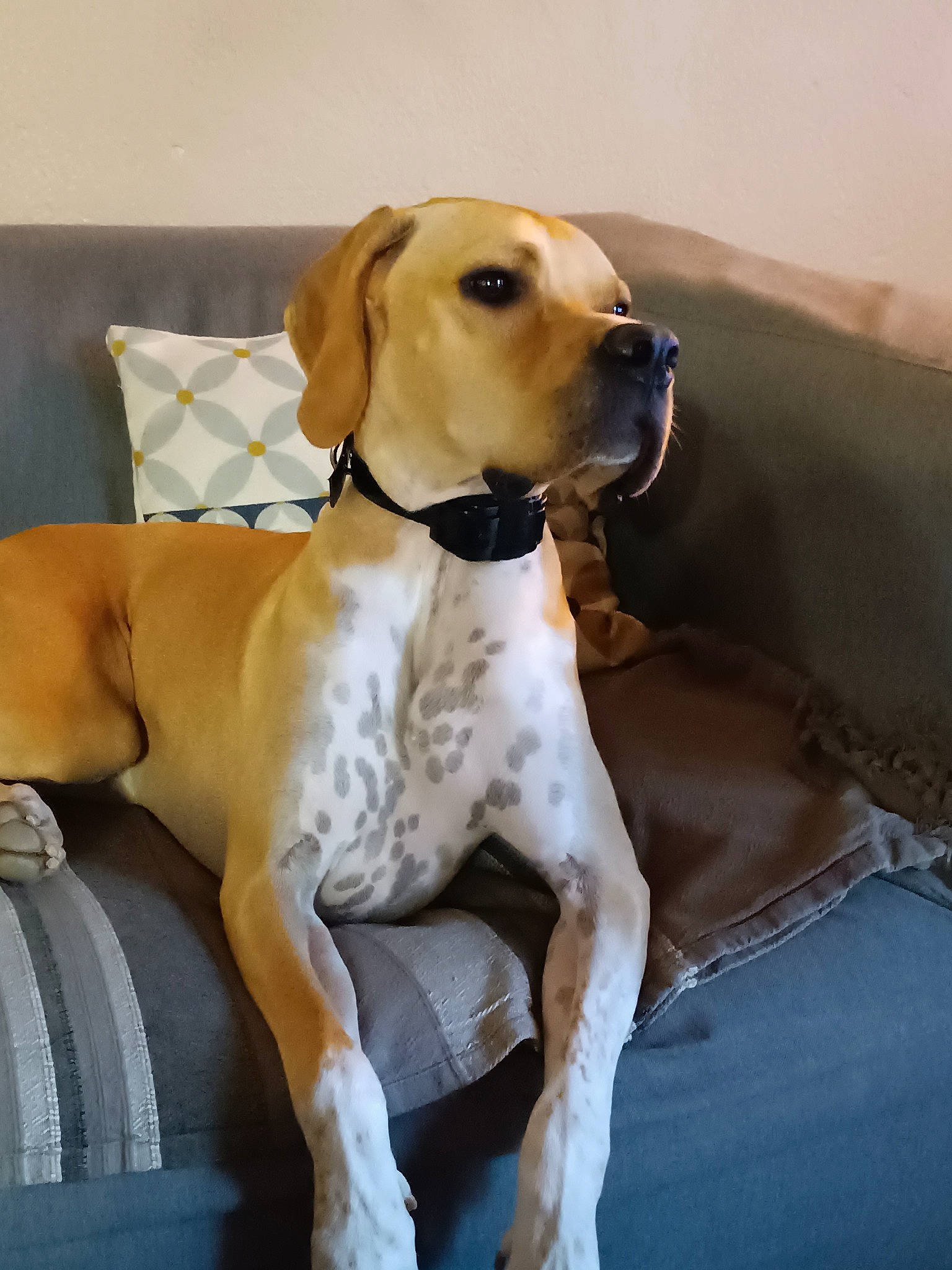 Saphyr a rejoint le concours — aidez-le/la à gagner de superbes lots ! canidae, carnivore, collar, comfort, companion_dog, couch, dog, dog_breed, dog_collar, dog_supply, fawn, hound, paw, pet_supply, scent_hound, snout, sporting_group, tail, whiskers, working_animal