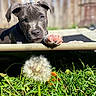 puppy, dog, paw, grass, dandelion, outdoor, sunlight, fence, blurred_background, animal, pet, cute, nature, young_dog, portrait, close_up, curious, resting, summer, garden
