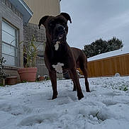 Bruno joined the competition — help win amazing prizes! dog, snow, backyard, house, plant, potted_plant, fence, grass, cloudy_sky, winter, canine, outdoor, pet, animal, curious, alert, brown_dog, white_patch, nature, daytime