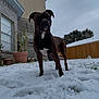 dog, snow, backyard, house, plant, potted_plant, fence, grass, cloudy_sky, winter, canine, outdoor, pet, animal, curious, alert, brown_dog, white_patch, nature, daytime