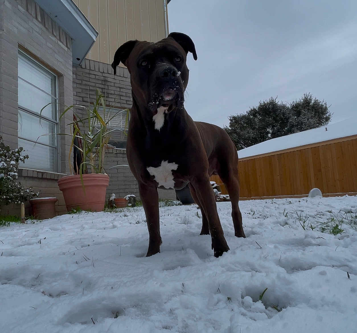 Bruno joined the competition — help win amazing prizes! dog, snow, backyard, house, plant, potted_plant, fence, grass, cloudy_sky, winter, canine, outdoor, pet, animal, curious, alert, brown_dog, white_patch, nature, daytime